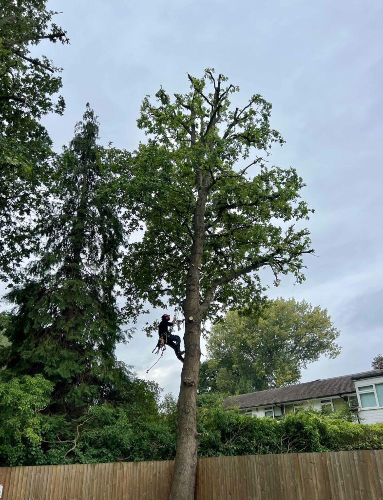 Oak Tree Crown Reduction – Surrey - Surrey Tree Specialist